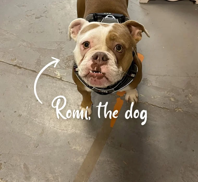 C&S-happy_new_bear_2022_10