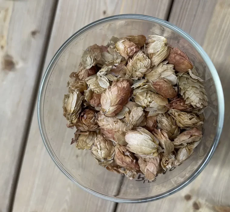 C&S-happy_new_bear_2022_23